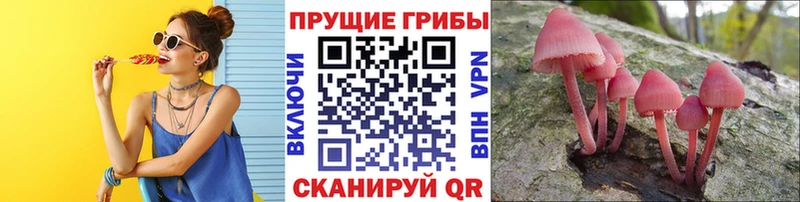 Галлюциногенные грибы Cubensis  Купить  Павловск 